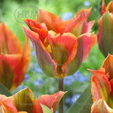 Hectarul - Bulbi de lalea Artist, 5 bulbi